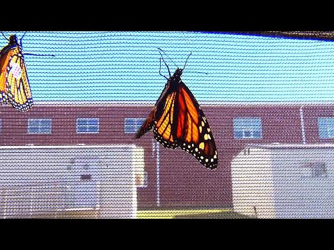 Tomahawk Creek Middle School students release Monarch butterflies at Hispanic heritage celebration e