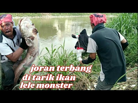 Joran terbang di tarik ikan lele monster ||  mancing ikan Keli Africa di sungai kelang