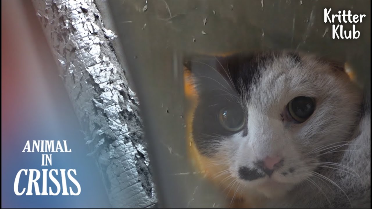 Кошка Достигает Тупика Пытаясь Сбежать И Застрял В Потолке L Животное В Кризис Ep 329