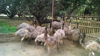 BIHAR EMU FARM & HATCHERY screenshot 5