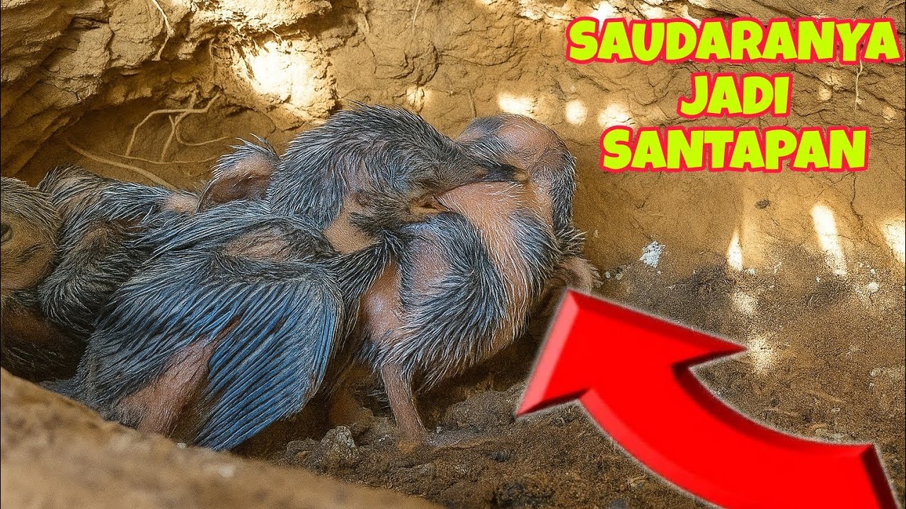 MEMANG RAKUS, ANAK BURUNG INI HENDAK MAKAN SAUDARANYA - YouTube