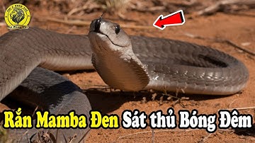 Sự Thật Về Loài Rắn Mamba Đen Của Bóng Đêm | Top 2 Khám Phá