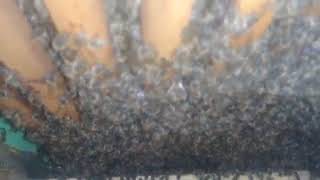 Hs Podnica Hasan Smailbegovic Breza Pcelastvo Youtube 360P