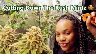 Cannabis Harvest 🔥 Platinum KUSH MINTS (HARVEST TIME)