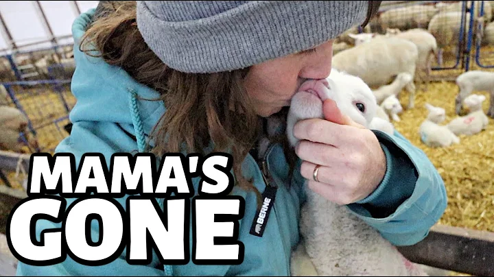 Our foster mama didn't make it. | Vlogmas 2022 | V...