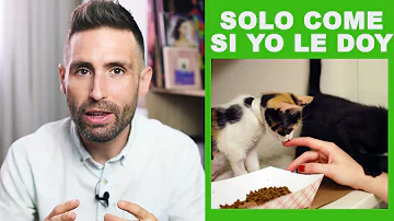 ¿Por qué mi gato sólo quiere comer cuando estoy a su lado?