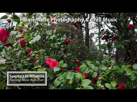 Electronic Music 24/7 Live | Deep & Tropical House | Liquid Drum & Bass | Nature Photography