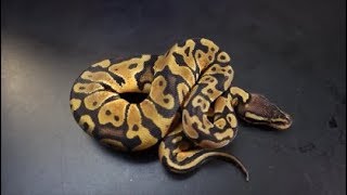 Our dinker projects, could they be something special??