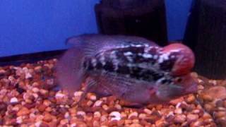 DSCF6378.AVI