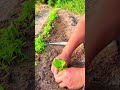 Farmer Planting Green Seedlings In Fertile Soil For Healthy Vegetable Production