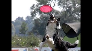 DOGFRISBEE SLOW MOTION MOVIE 2021 ! by DogSports Cz 1,751 views 2 years ago 3 minutes, 51 seconds