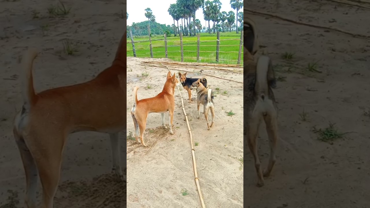 Three Village Dogs on a Morning Mission 🐕🌾 | Best Buddies in Action