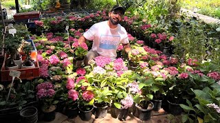 इंटरनेट का सबसे Viral / वायरल फूल का पौधा | Delhi Nursery Best Flower Plant Must Buy