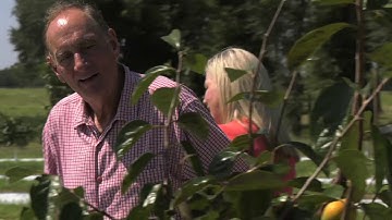 Ever heard of the Fuyu Persimmon?