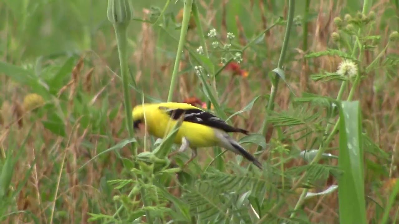 Wild Birds of Northeast Oklahoma Part 4 of 4 YouTube