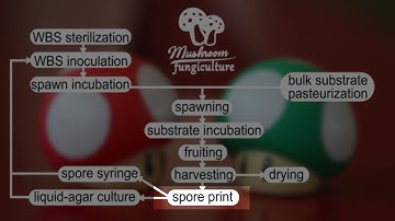 How To Make Mushroom Spore Prints