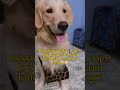 #dogshorts #goldenretriever #viral #funny #deliveryboy #dogmom #cute #indianmeme #fyp #explorepage