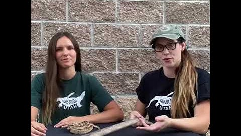 Rattlesnake vs Gopher Snake - How to Tell the Difference