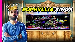 Louisianas King Of Euphyillia