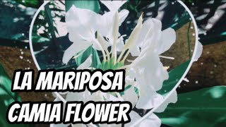 CAMIA BLOOMS at my Garden ( WHITE GINGER / WHITE BUTTERFLY) // CUBA’s National Symbol “ La Mariposa”