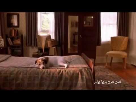 Love Of A Dog