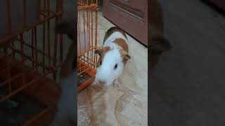 रौनक खाना क्यों नहीं खा रहा है देखे 🙄 #guineapig #funny #minipigs #animalfriends