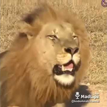 SAHUR SAHUR !! | STORY WA LUCU - DUB JAWA