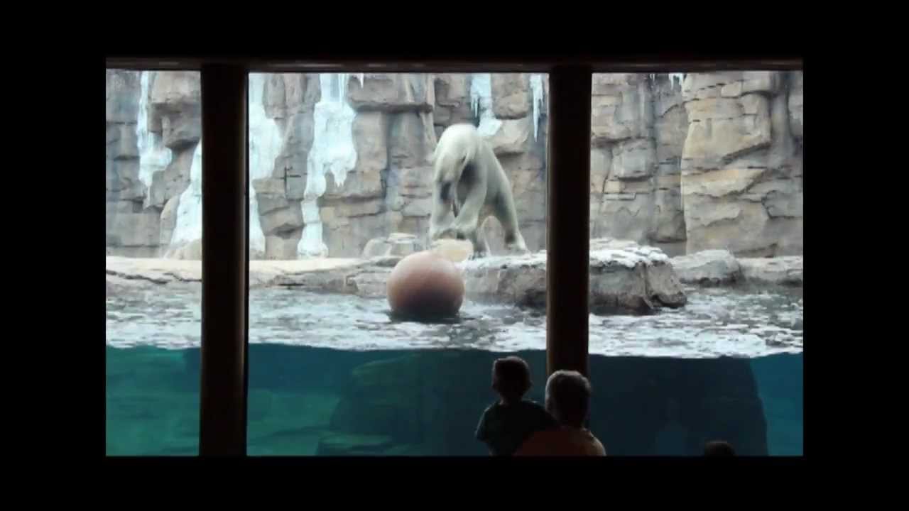 Polar Bear Passage at the Kansas City Zoo