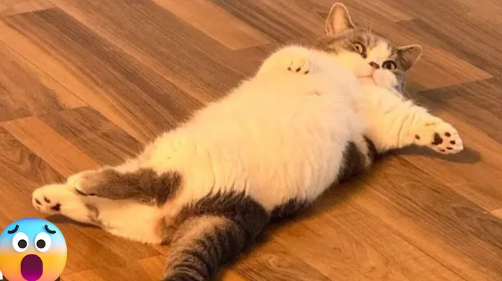 Video 8196771: cats dogs kittens funnycats, cat kitten cute funnycats, laugh funnycats cat, kitten cat funny laugh