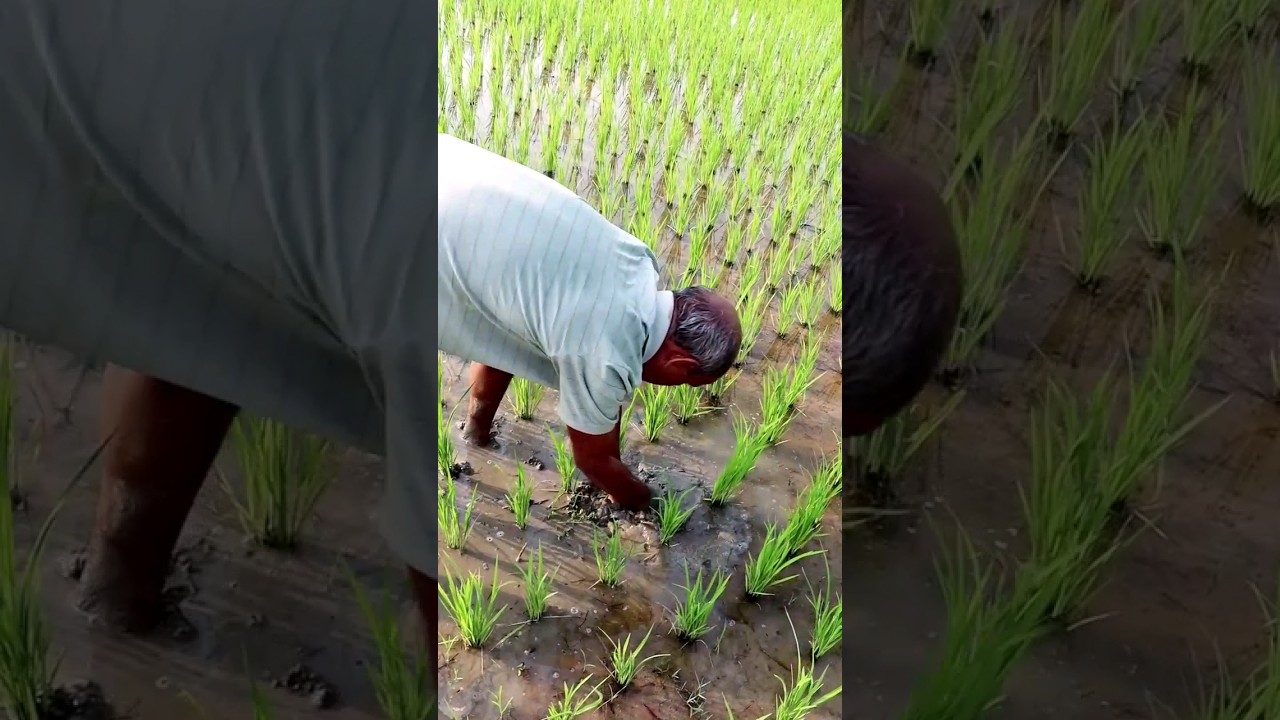 Follow Such Weeding in Paddy 