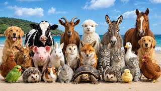 Real Animal Sounds | Fun Learning for Kids screenshot 5