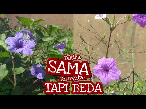 Video: Berapa tinggikah ruellia?