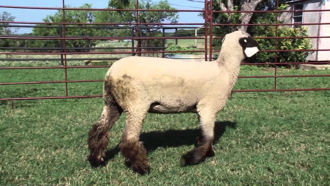 Chabot Show Lambs_4121