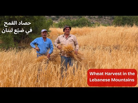 في قرى لبنان لا يزال القمح ي حصد يدوي ا          