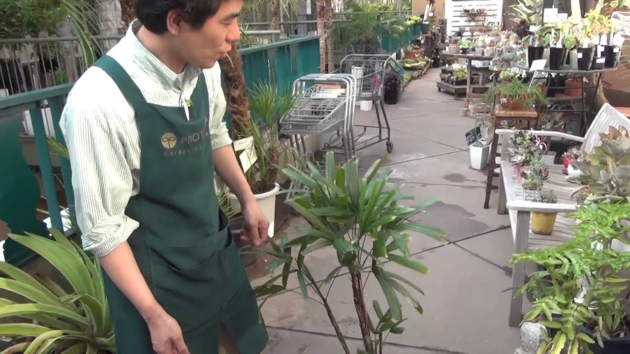 観音竹の株分け 経過報告 その1 - YouTube