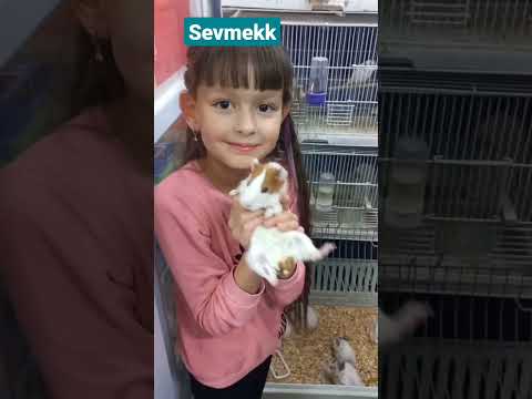 sevgisi sonsuz olan