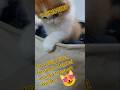 sabse sasta top quality 💥💥 kittens for sale in Mumbai #shorts #viral #trending#song#dance #ytshorts