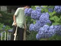 【速報】北陸と東北南部が梅雨入り 平年比でそれぞれ9日と8日遅い(2026年6月20日)