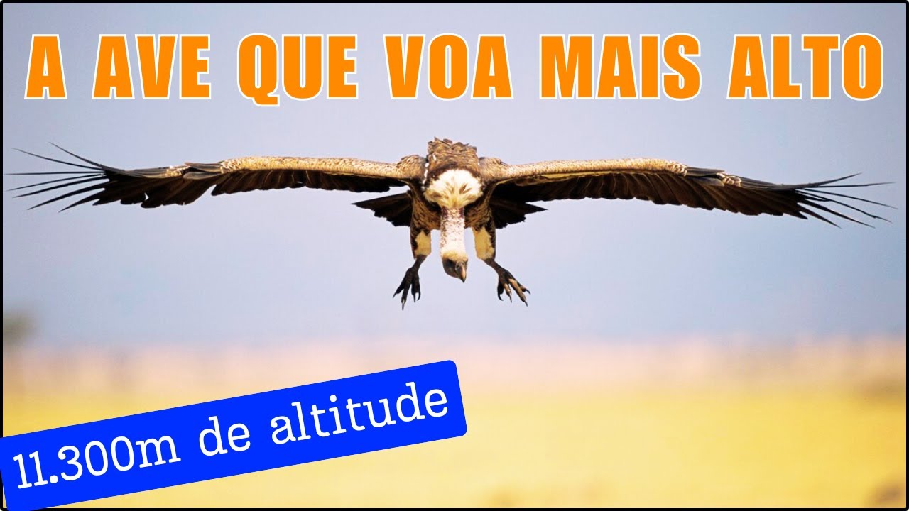 GRIFO-DE-RÜPPELL: Com 2,6 metros de envergadura, é o ser vivo que VOA mais ALTO no MUNDO