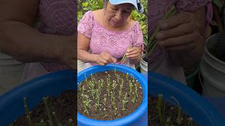 How to Root Rue Cuttings Using This Lentil Water