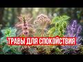 Нервы на пределе Эти 5 растений веками использовали для спокойствия 