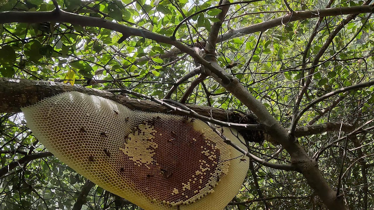 ผึ้งหลวงรังนี้อยู่ติดทางแก่ได้ไง  |  พรานหมึก คนตีผึ้ง