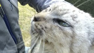 凄い勢いで走ってくる野良猫、喜んで膝の上に乗ってきた