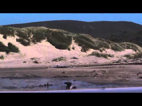 Peregrine Falcon hunting