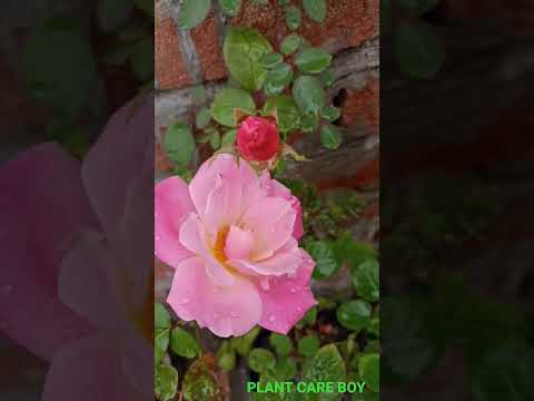 Video: Pink Flower Rosemary: Growing Pienk Rosemary In The Garden