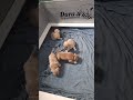 A relaxing Sunday night at Winners Circle Bullyfarm LLC. Whelp box camera 📷 #puppies #americanbully