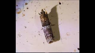 The Phycitinae are a subfamily of snout moths family Pyralidae ID please