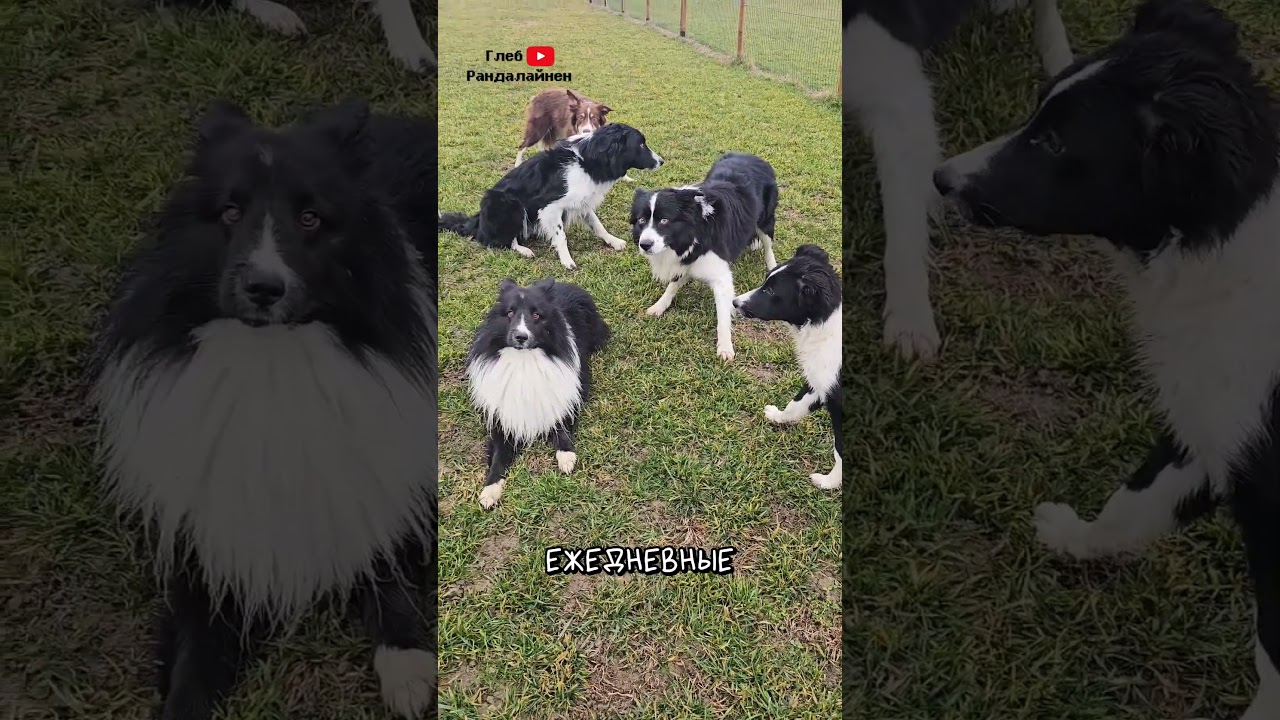 Почему Ты Не Потянешь Бордер-колли 😳