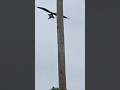 OSPREY DAD DELIVERS A FISH FOR HIS FAMILY AT ST. PATRICK'S COUNTY PARK. JUNE 8, 2026•4:19 PM