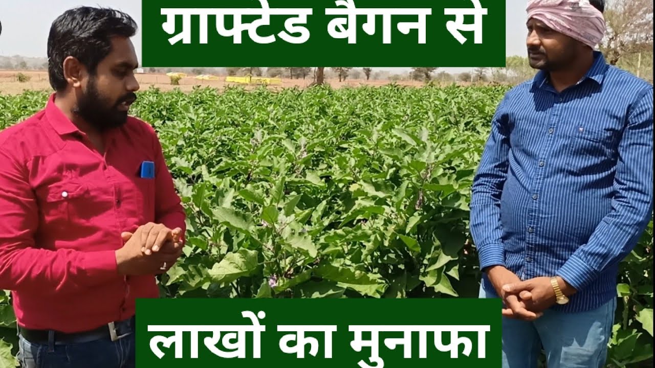 Cultivation of grafted brinjal | Profit | ग्राफ्टेड बैगन की खेती | मुनाफा